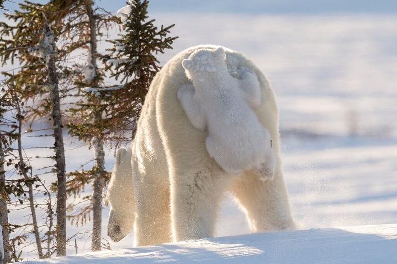 Image: Daisy Gilardini/Comedy Wildlife Photo Awards